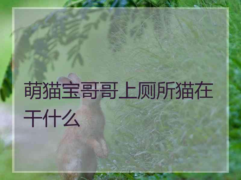 萌猫宝哥哥上厕所猫在干什么